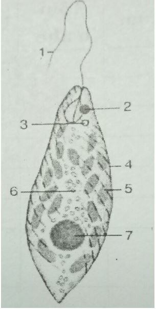 Đề kiểm tra Sinh học 7