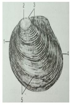 Đề kiểm tra Sinh học 7