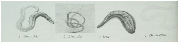 Đề kiểm tra Sinh học 7