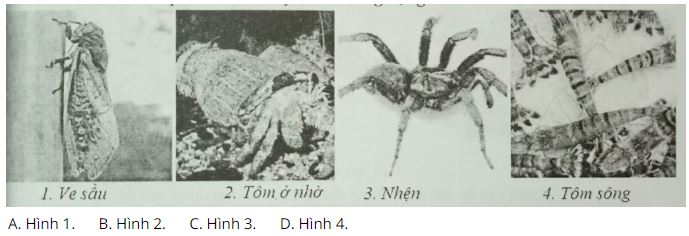 Đề kiểm tra Sinh học 7