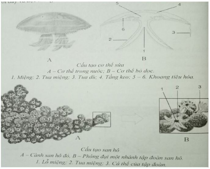 Đề kiểm tra Sinh học 7