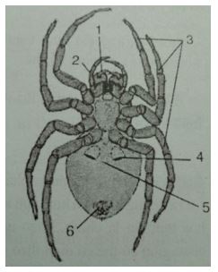 Đề kiểm tra Sinh học 7