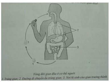 Đề kiểm tra Sinh học 7