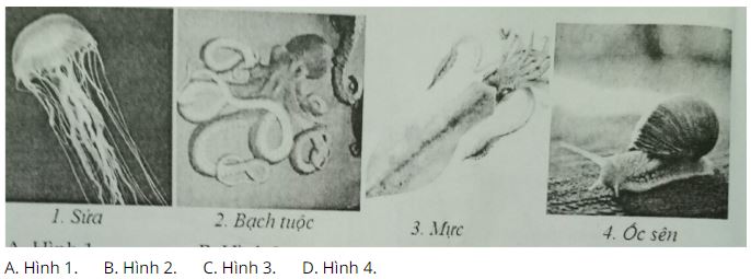 Đề kiểm tra Sinh học 7