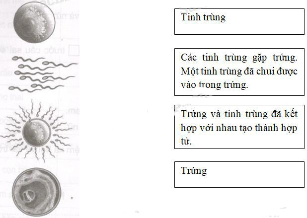 Giải Vở bài tập Khoa học lớp 5 bài 4