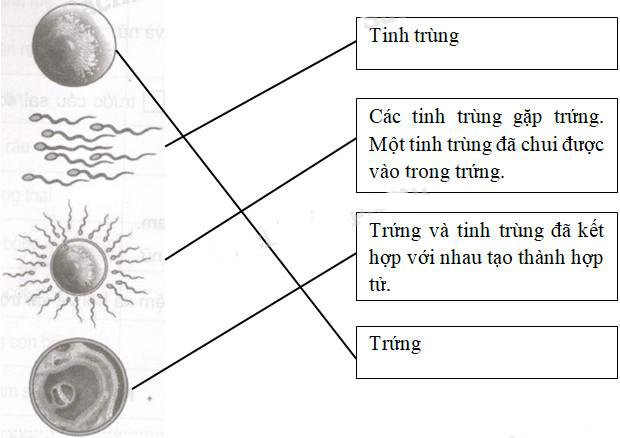 Giải Vở bài tập Khoa học lớp 5 bài 4