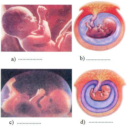Giải Vở bài tập Khoa học lớp 5 bài 4