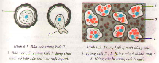 Giải bài tập trang 25 Sinh lớp 7: Trùng kiết lị và trùng sốt rét