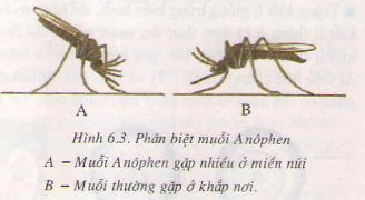 Giải bài tập trang 25 Sinh lớp 7: Trùng kiết lị và trùng sốt rét