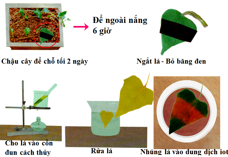 Lý thuyết Sinh học lớp 6 bài 21