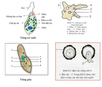 Lý thuyết Sinh học 7