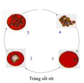Lý thuyết Sinh học 7