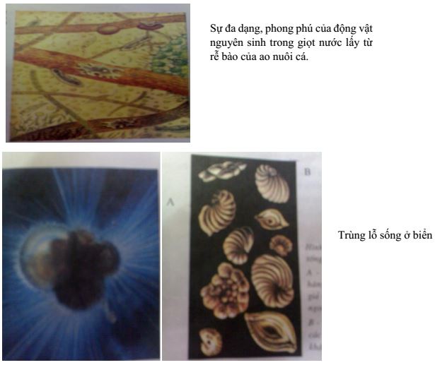 Lý thuyết Sinh học 7