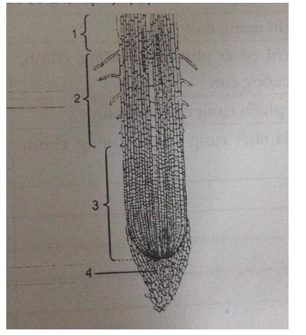 Đề kiểm tra 1 tiết môn sinh học lớp 6