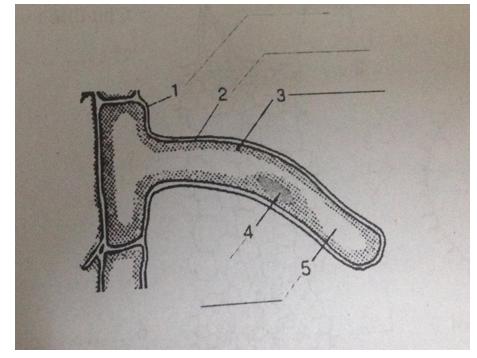 Đề kiểm tra 45 phút Sinh học lớp 6 học kì 1
