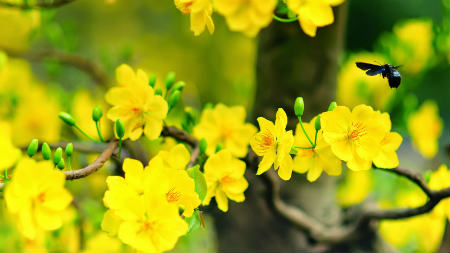 Lập dàn ý bài văn biểu cảm về cây Mai