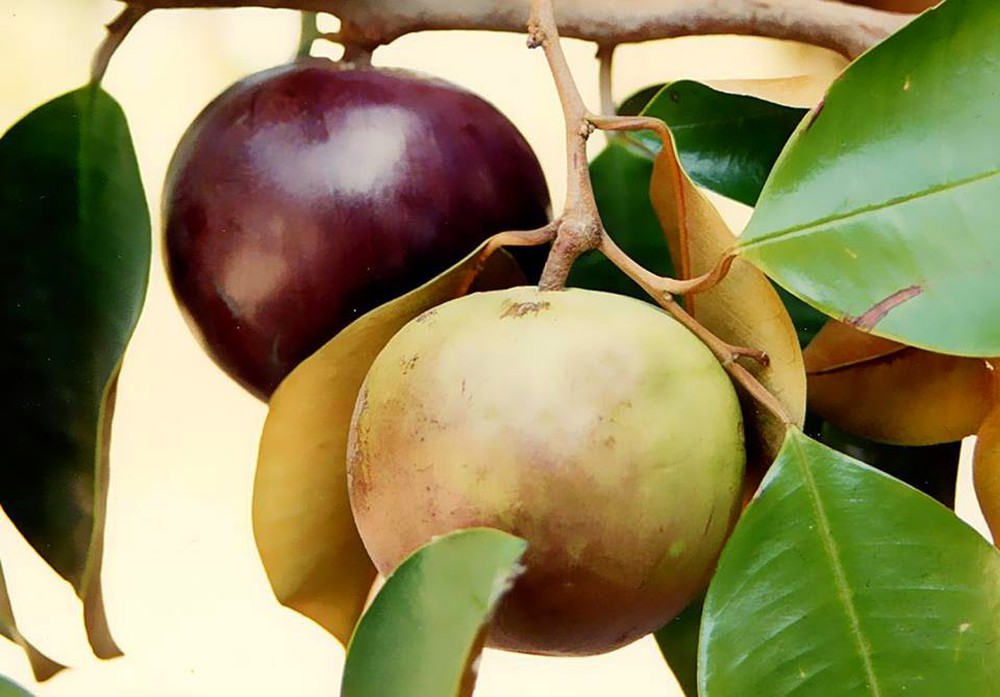 Tập làm văn lớp 2: Tả quả vú sữa