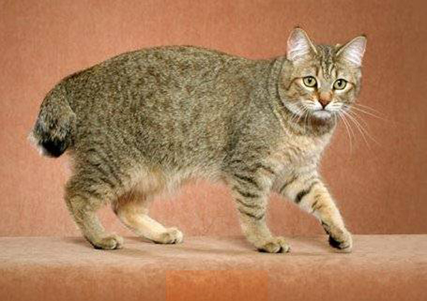 Kể lại một lần em mắc lỗi và biến thành một con vật