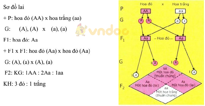 giải thích kết quả thí nghiệm của menden Lý thuyết Sinh học lớp 9 bài 2: Lai một cặp tính trạng