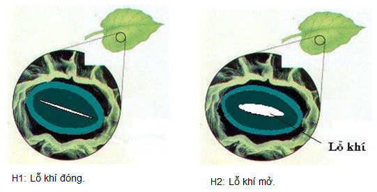Thực hành Thí nghiệm co và phản co nguyên sinh