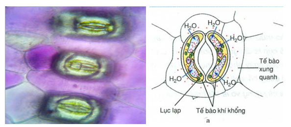 Thực hành Thí nghiệm co và phản co nguyên sinh