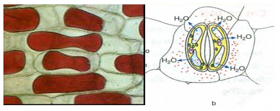 Thực hành Thí nghiệm co và phản co nguyên sinh