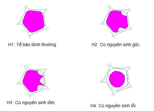 Thực hành Thí nghiệm co và phản co nguyên sinh