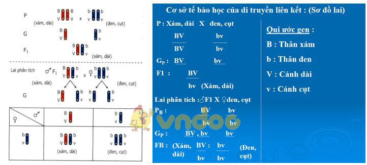 thí nghiệm của moocgan di truyền liên kết Lý thuyết Sinh học lớp 9 bài 13: Di truyền liên kết