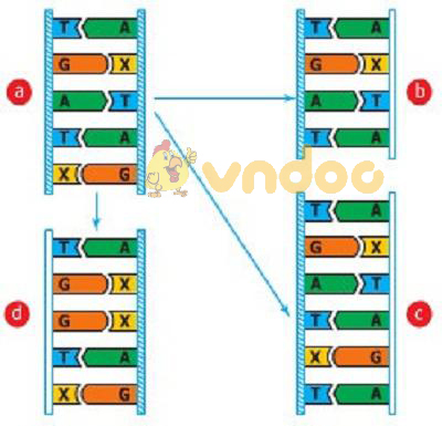 Các dạng đột biến gen Lý thuyết Sinh học lớp 9 bài 21: Đột biến gen