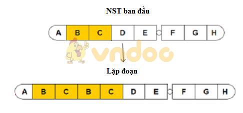 Đột biến lặp đoạn Lý thuyết Sinh học lớp 9 bài 22: Đột biến cấu trúc nhiễm sắc thể