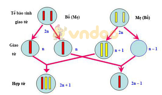 phát sinh thể dị bội Lý thuyết Sinh học lớp 9 bài 23: Đột biến số lượng nhiễm sắc thể