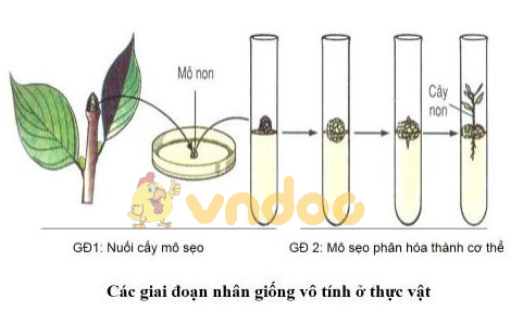 Các giai đoạn công nghệ tế bào Lý thuyết Sinh học lớp 9 bài 31: Công nghệ tế bào