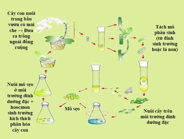 quy trình nhân giống vô tính ở cây trồng Lý thuyết Sinh học lớp 9 bài 31: Công nghệ tế bào