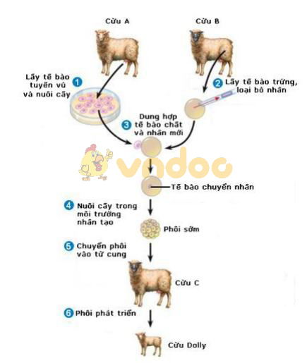 quy trình nhân bản vô tính ở động vật Lý thuyết Sinh học lớp 9 bài 31: Công nghệ tế bào