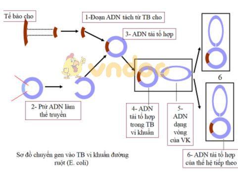 Các khâu của kĩ thuật gen Lý thuyết Sinh học lớp 9 bài 32: Công nghệ gen