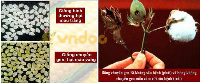 thành tựu công nghệ gen Lý thuyết Sinh học lớp 9 bài 32: Công nghệ gen