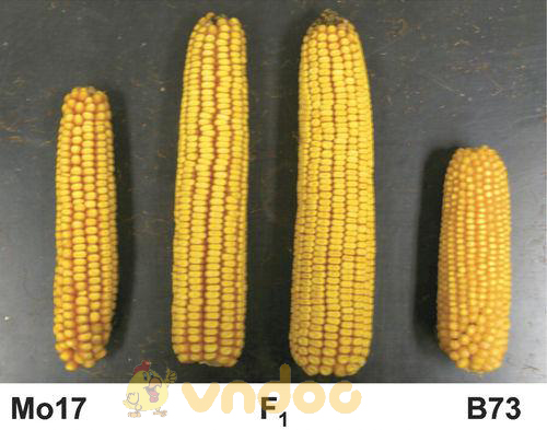 ưu thế lai Lý thuyết Sinh học lớp 9 bài 35: Ưu thế lai