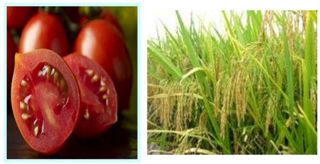 thành tựu chọn giống cây trồng Lý thuyết Sinh học lớp 9 bài 37: Thành tựu chọn giống ở Việt Nam