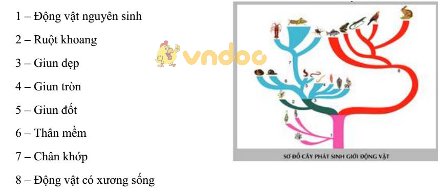 Cây phát sinh giới động vật Lý thuyết Sinh học lớp 8 bài 1 Bài mở đầu