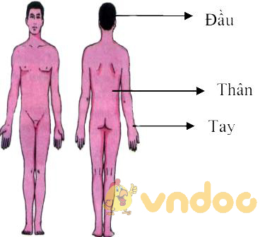 Các phần cơ thể người Lý thuyết Sinh học lớp 8 bài 2: Cấu tạo cơ thể