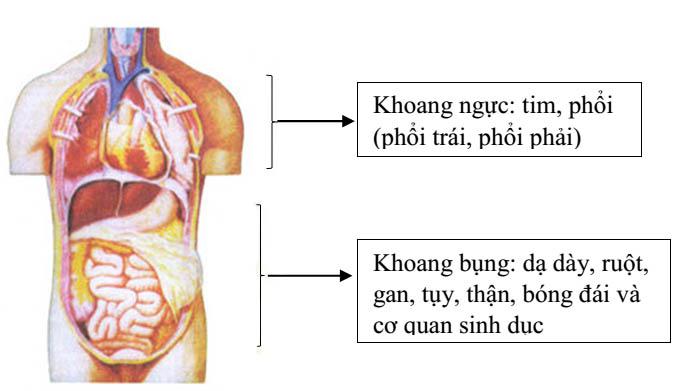 Các khoang cơ thể Lý thuyết Sinh học lớp 8 bài 2: Cấu tạo cơ thể