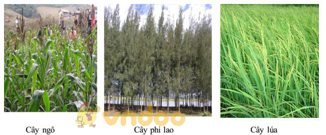 thực vật ưa sáng Lý thuyết Sinh học lớp 9 bài 42: Ảnh hưởng của ánh sáng lên đời sống sinh vật