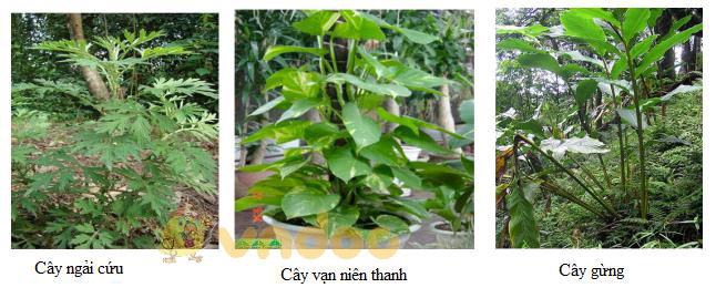 thực vật ưa bóng Lý thuyết Sinh học lớp 9 bài 42: Ảnh hưởng của ánh sáng lên đời sống sinh vật