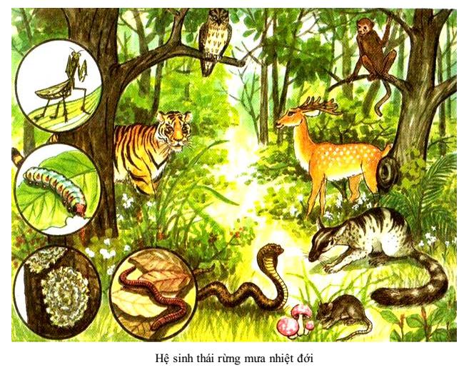 hệ sinh thái Lý thuyết Sinh học lớp 9 bài 50: Hệ sinh thái