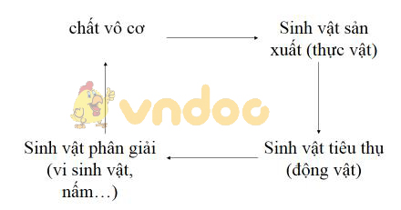 tuần hoàn vật chất trong hệ sinh thái Lý thuyết Sinh học lớp 9 bài 50: Hệ sinh thái
