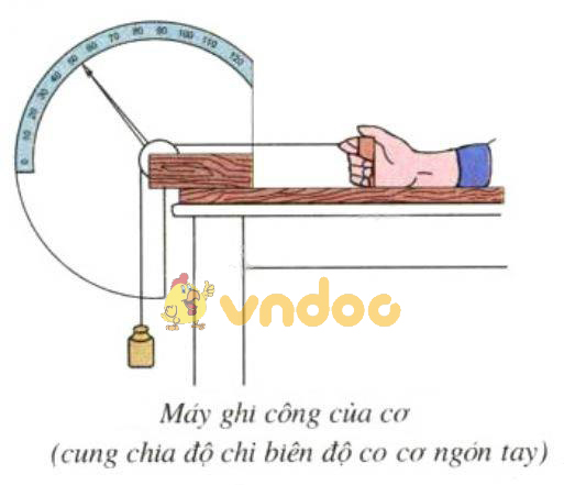 Tính công cơ ngón tay bằng máy ghi công của cơ Lý thuyết Sinh học lớp 8 bài 10: Hoạt động của cơ