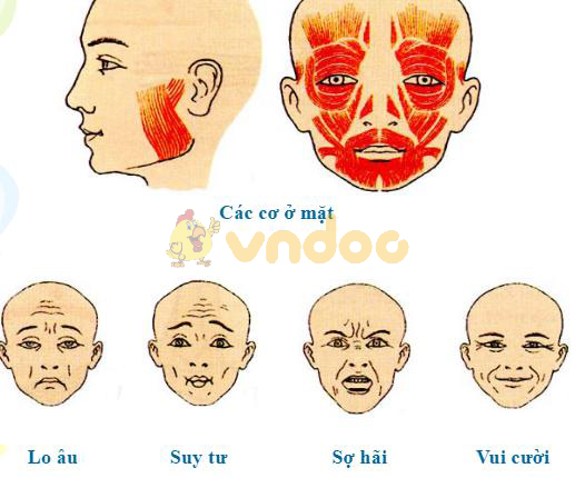 các cơ ở mặt Lý thuyết Sinh học lớp 8 bài 11: Tiến hóa của hệ vận động