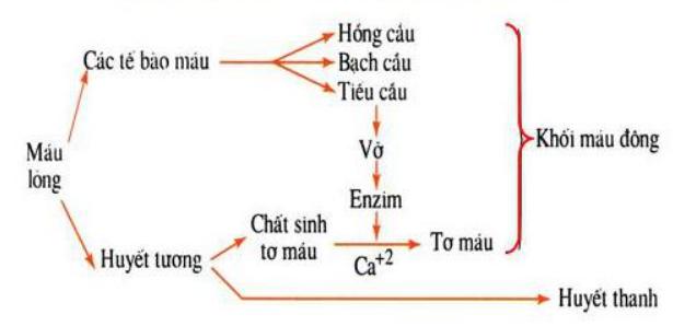 sự đông máu Lý thuyết Sinh học lớp 8 bài 15: Đông máu và nguyên tắc truyền máu
