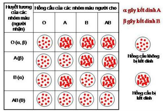sự kết dính máu khi truyền giữa các nhóm máu Lý thuyết Sinh học lớp 8 bài 15: Đông máu và nguyên tắc truyền máu