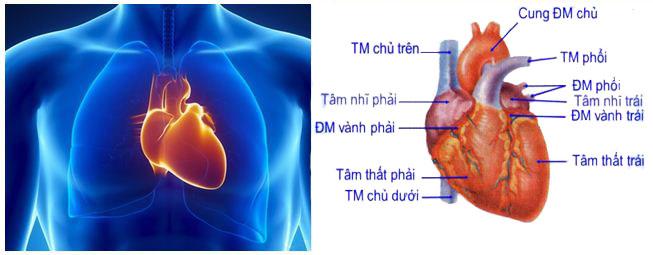 Lý thuyết Sinh học lớp 8 bài 17: Tim và mạch máu